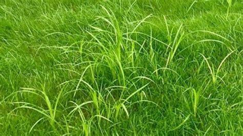 Nut Grass Identification