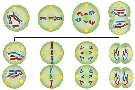 Meiosis Slides And Notes For Ap Biology