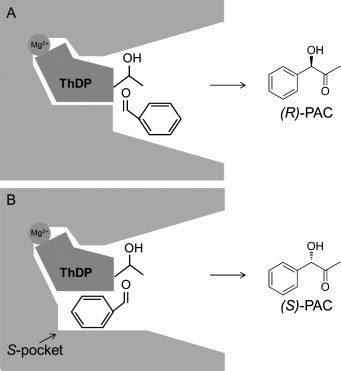 Schematic Representation Of The Active Site Of Thdp Dependent Enzymes