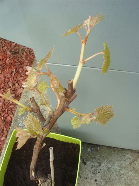 Fleuriste Isabelle Feuvrier La Vigne De Mon Jardin