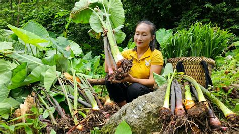 Harvest Green Vegetables Taro Goes To Market Sell Making Food For