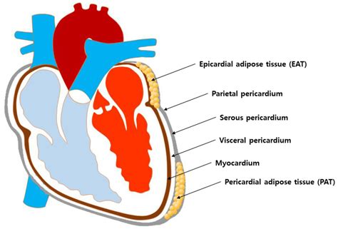 The Role Of Epicardial Adipose Tissue Derived Micrornas In The