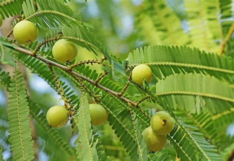 Indian Gooseberry Phyllanthus Emblica Stock Photo Image By