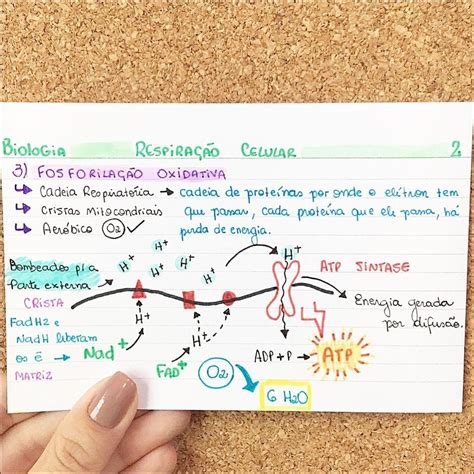 Mapas Mentais sobre RESPIRAÇÃO CELULAR Study Maps