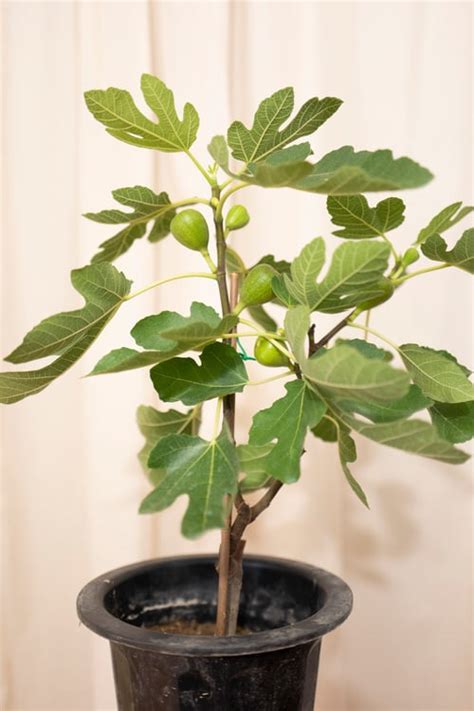 How To Grow A Fig Tree In A Pot Balcony Garden Web