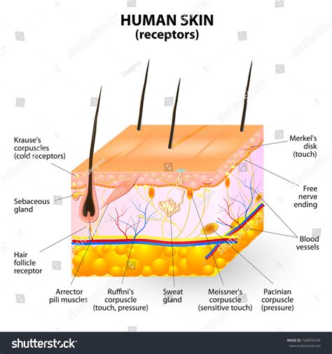 Cross Section Human Skin Pressure Vibration Stock Vector 160676744 ...