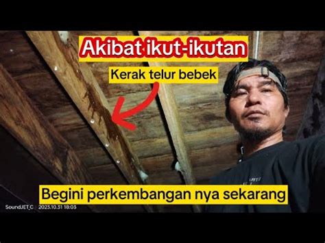 Akibat Ikut An Sirip Di Olesin Telur Bebek Pasca Penanganan Begini