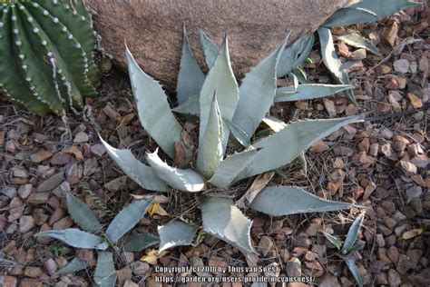 Desert Agave Agave Deserti In The Agaves Database