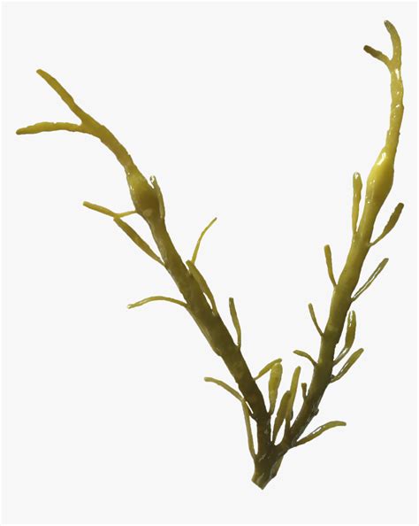 Ascophyllum Nodosum Png, Transparent Png , Transparent Png Image - PNGitem