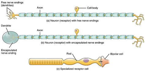 Difference Between Sensory and Motor Neurons | Definition, Structure ...