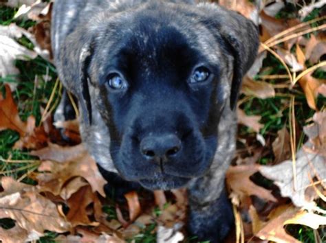 My mini mastiff is 2! - Mastiff Forum | Cute dogs, Dog pictures, Cute ...