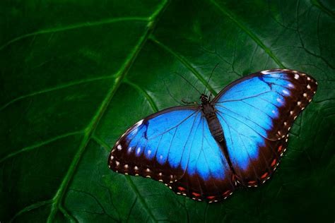 Tipos De Mariposas Y Su Significado Descubre Todo Sobre Ellas Bioguia