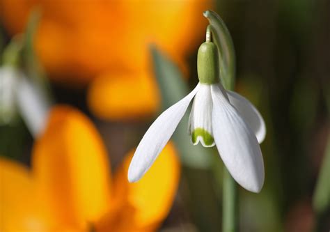 Free Images Nature Blossom Light Sunlight Petal Bloom Pollen