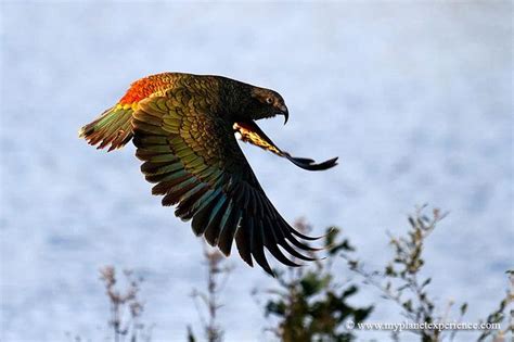 Kea Bird Photography Bird Photo Bird