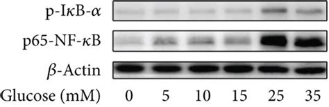 Andro Treatment Suppresses Nf κb Activation In The Diabetic Myocardium