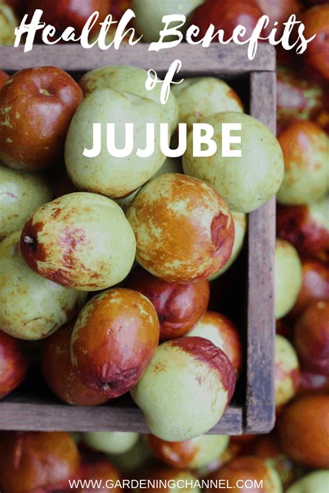 Health Benefits of Jujube - Gardening Channel