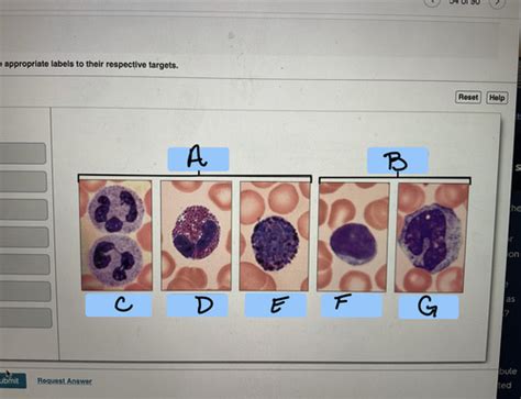 Final Lab Exam Flashcards Quizlet