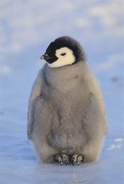 The awkward state of penguin molting | Deep Sea News