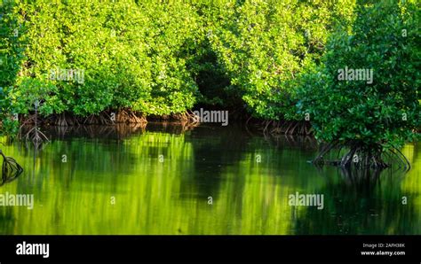 The Beauty Of Mangrove Forest Ecosystem At Kutai National Park