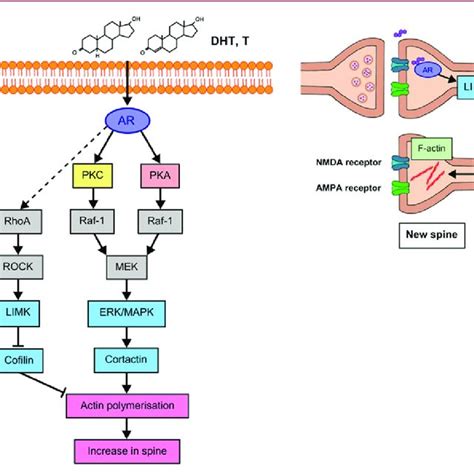 Schematic Illustration Of Androgen Induced Spine Formation Mediated By Download Scientific