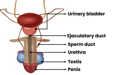 Male Reproductive System Diagram Labelled Draw Neat Labelled