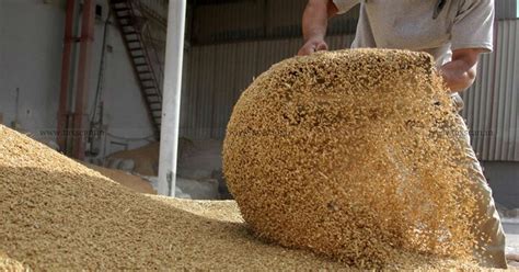 Milling Of Wheat Into Flour To Govt Of West Bengal Public Distribution