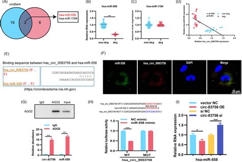 Circ83756 Acted As A Sponge Of MiR558 A Venn Diagram Demonstrating