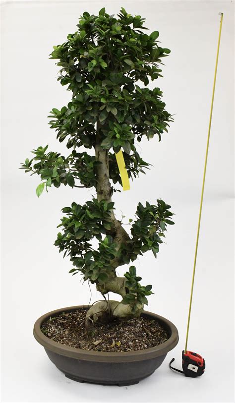 21 Ficus Bonsai Tall Pak 1 Not Exportable Colasanti Farms