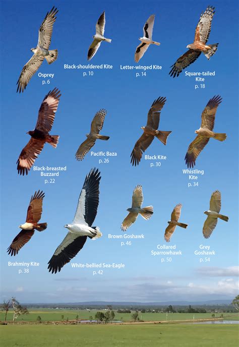 Australian Birds Of Prey In Flight Angus And Robertson