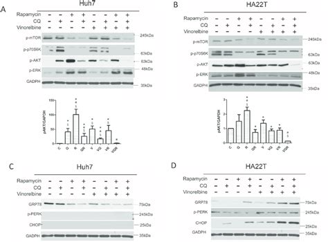 Impact Of Combination Drug Treatment On Cell Signaling Pathways