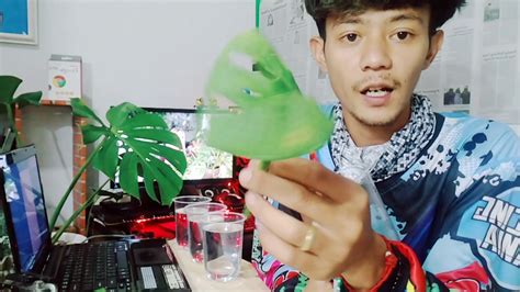 Memperbanyak Monstera Janda Bolong Adansonii Dengan Mudah Youtube