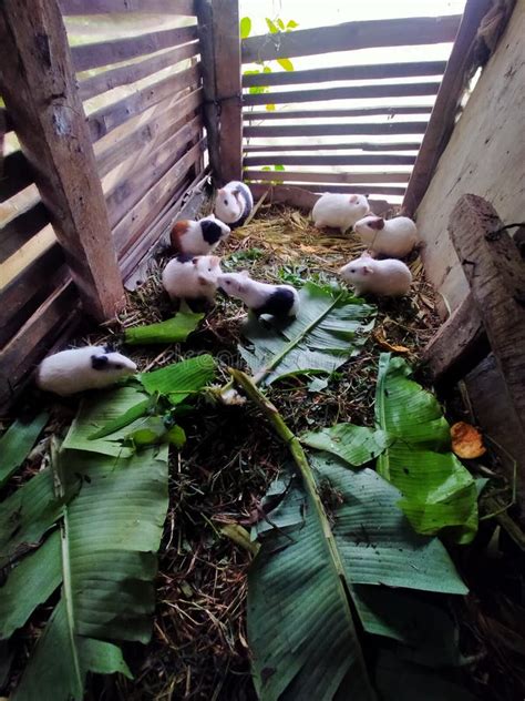 Guinea Pig Farm In A Small Village Stock Image Image Of Village