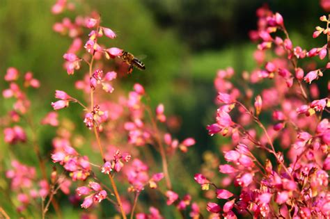 Purpurgl Ckchen Kombinieren Ideen Tipps F R Garten Topf