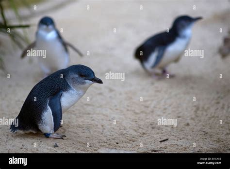 Fairy penguins hi-res stock photography and images - Alamy