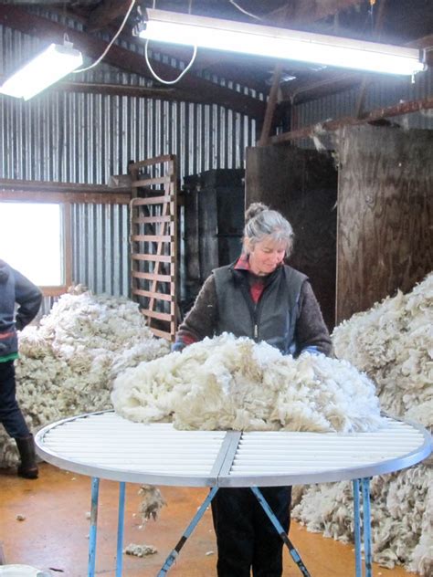 Gallery Wool Classers Association