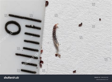 Insect Larva Excrements Photos And Images Pictures Shutterstock