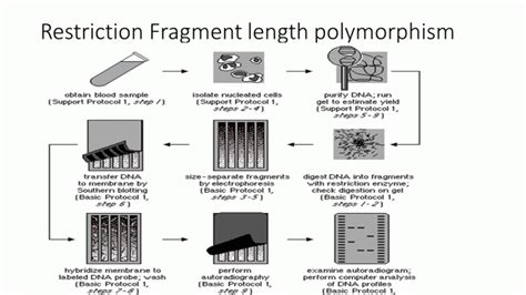 Restriction fragment length polymorphism (RFLP): principle, procedure and application - Online ...