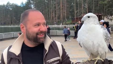 Islandski Soko Atrakcija Za Turiste Na Zlatiboru Lajk Rs