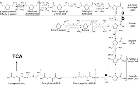 Metabolic Pathways Of 5 Hydroxymethylfurfural A And Furfural B