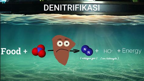 Denitrifikasi Reduksi Nitrat Menjadi Gas Nitrogen Pada Ras Dan