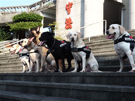 新北警犬光榮退役 3q姊弟pro級好脾氣待領養 中華日報中華新聞雲