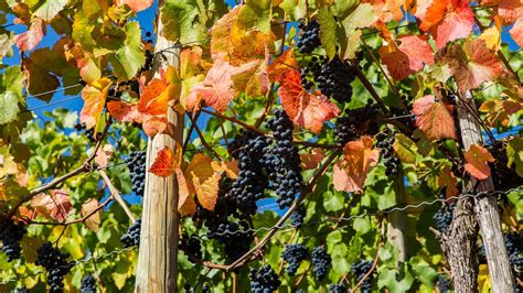 Bilanz Weinlese Ahr Desastr Ses Ergebnis Swr Aktuell