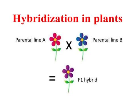 Hybridization Ppt