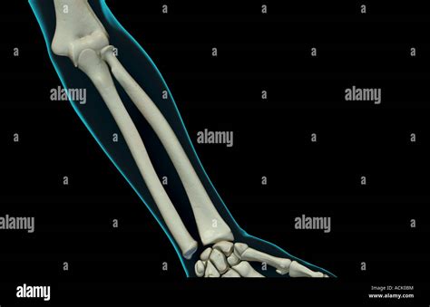 Forearm Bones Hi Res Stock Photography And Images Alamy