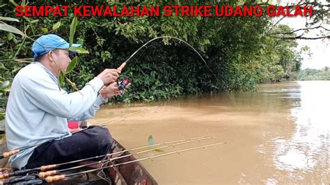 Kewalahan Saat Mancing Udang Galah Di Sungai Mancing Udang Galah