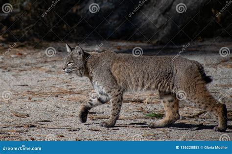 A Bobcat Stalking Its Prey in Yosemtie Valley Stock Photo - Image of ...