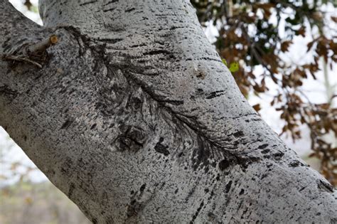 Coast Live Oak Bark | ClipPix ETC: Educational Photos for Students and ...