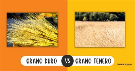 Differenza Tra Grano Duro E Grano Tenero Spiegazione Dettagliata