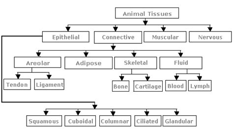 sribiosmamda: ANIMAL TISSUE STRUCTURE