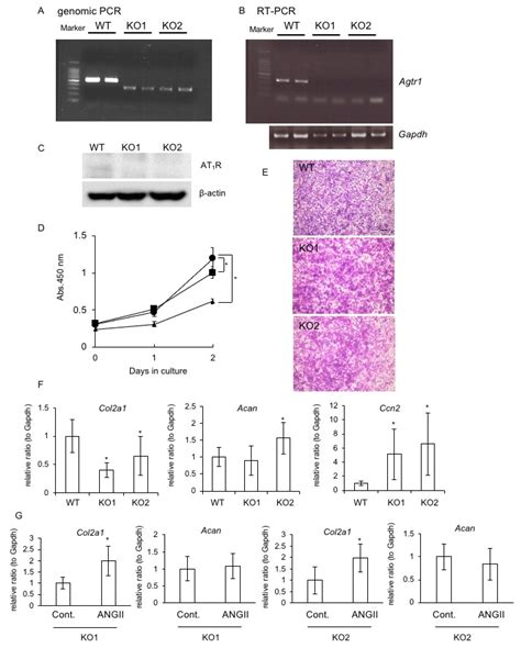 Ijms Free Full Text Effect Of Angiotensin Ii On Chondrocyte Degeneration And Protection Via